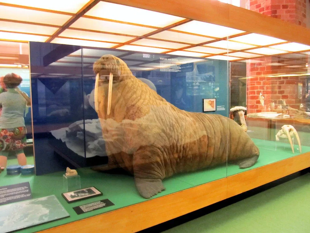 German Oceanographic Museum