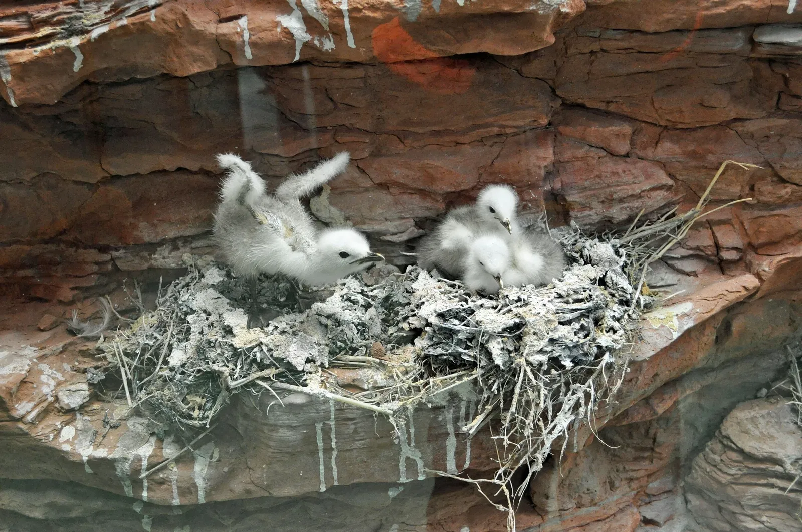 German Oceanographic Museum