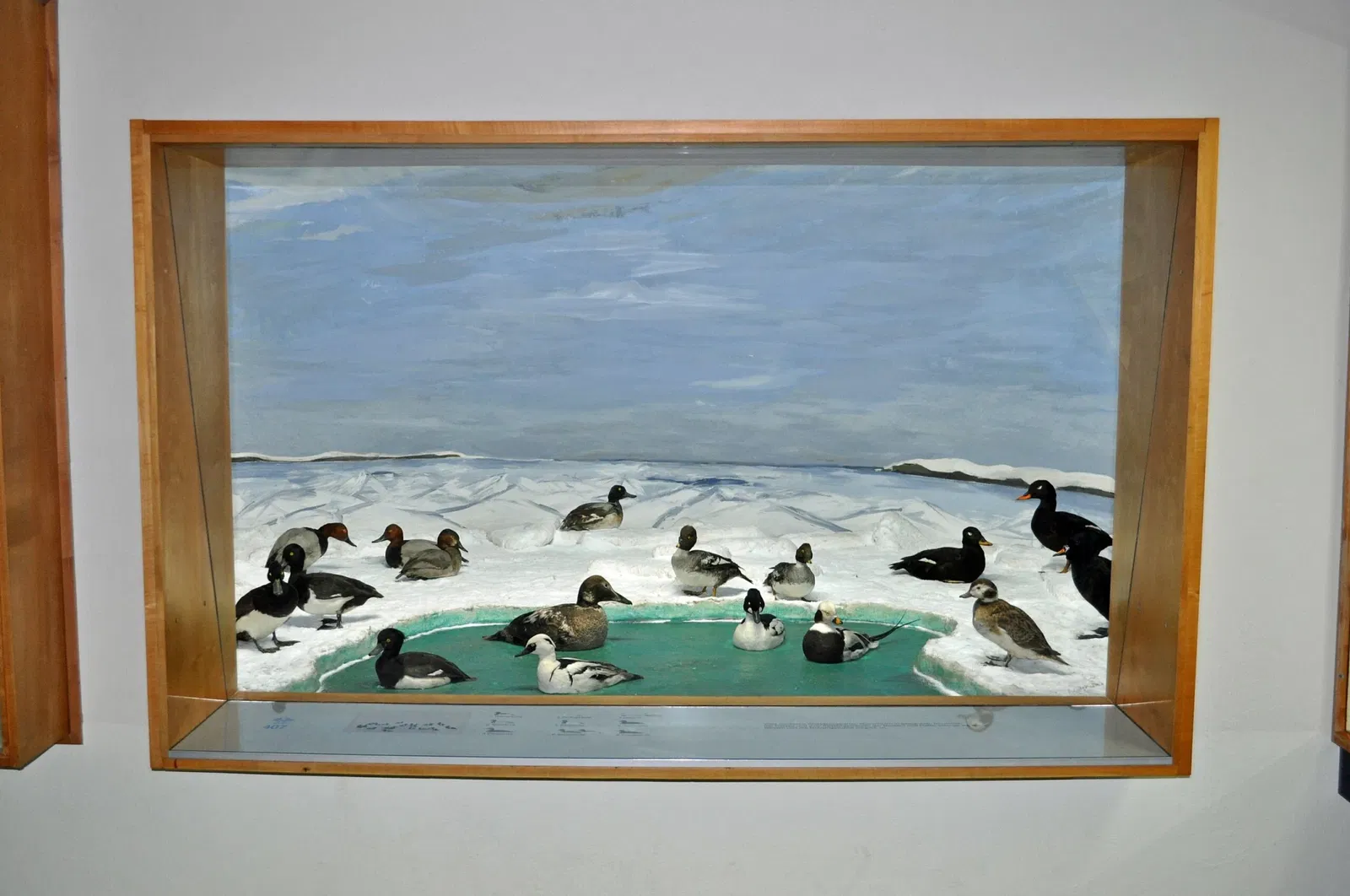 German Oceanographic Museum