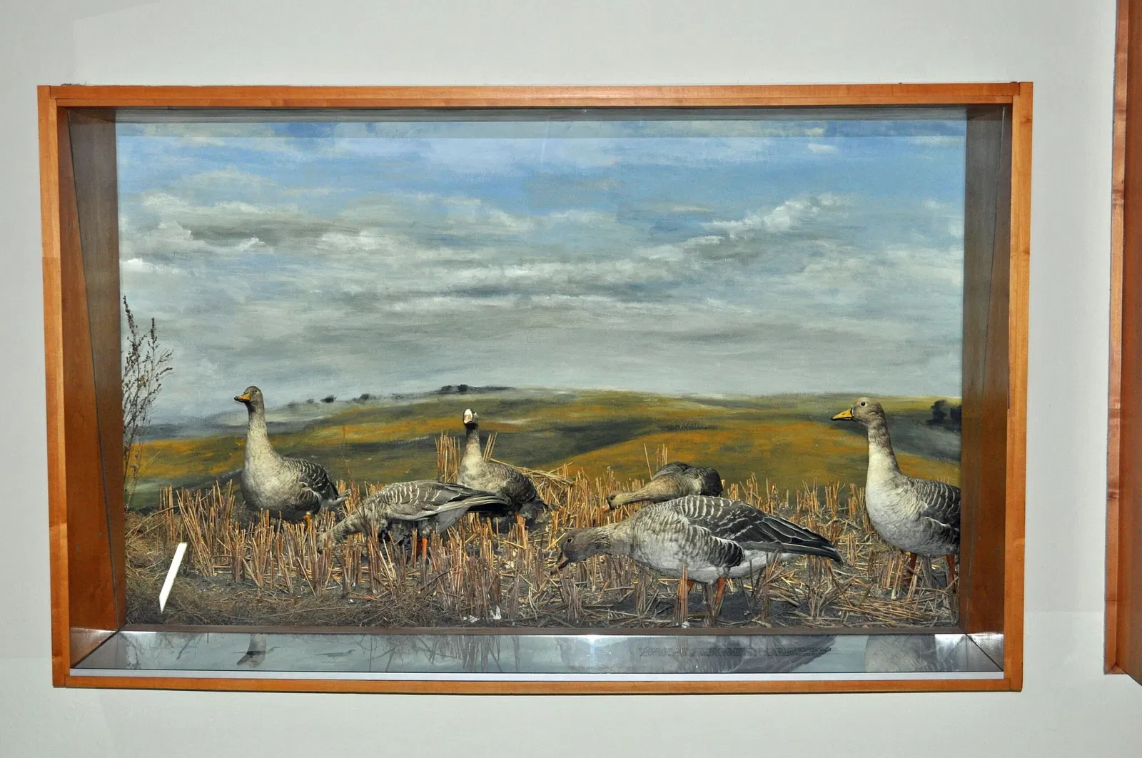 Deutsches Meeresmuseum