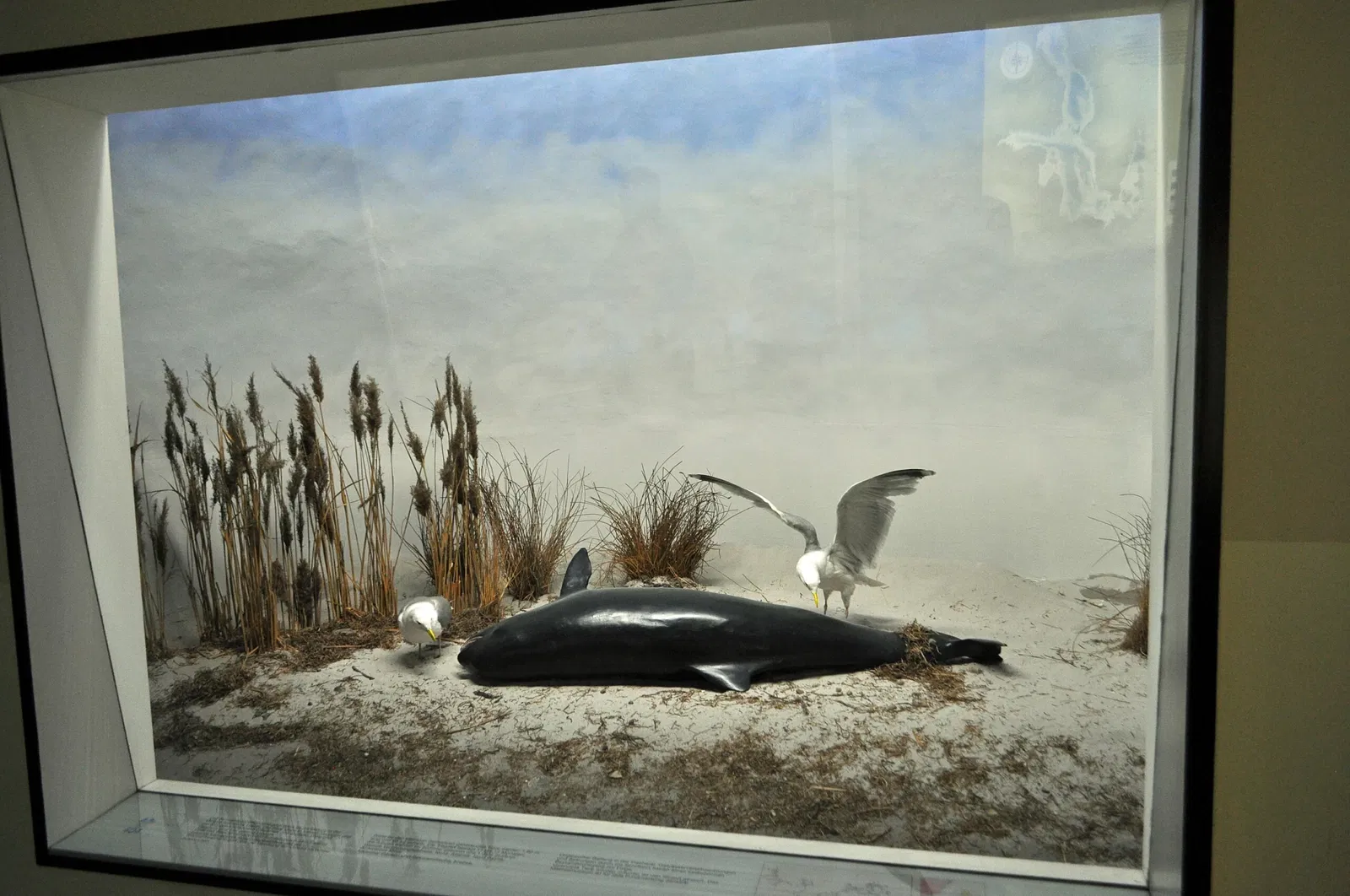 German Oceanographic Museum