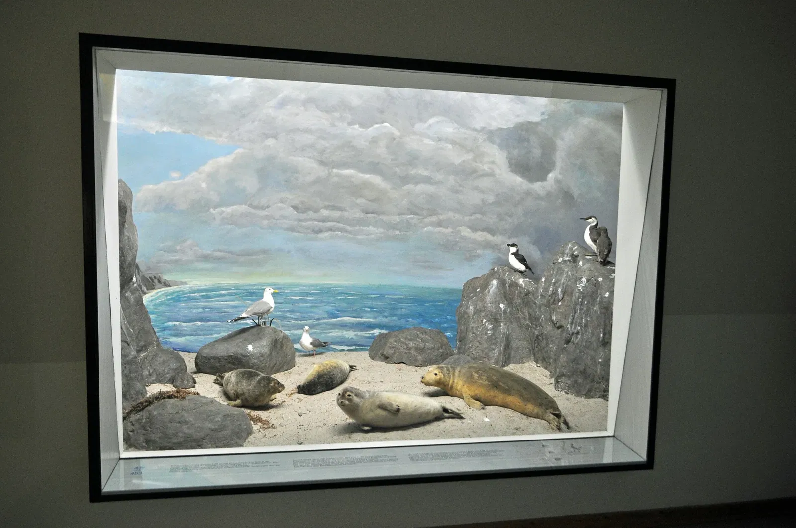 German Oceanographic Museum