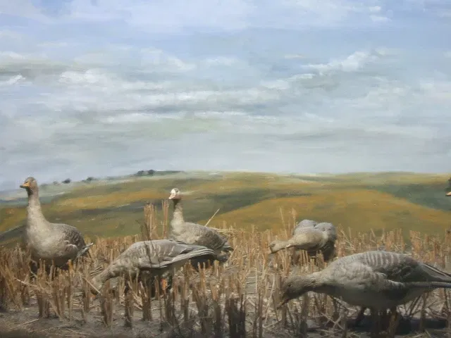 German Oceanographic Museum