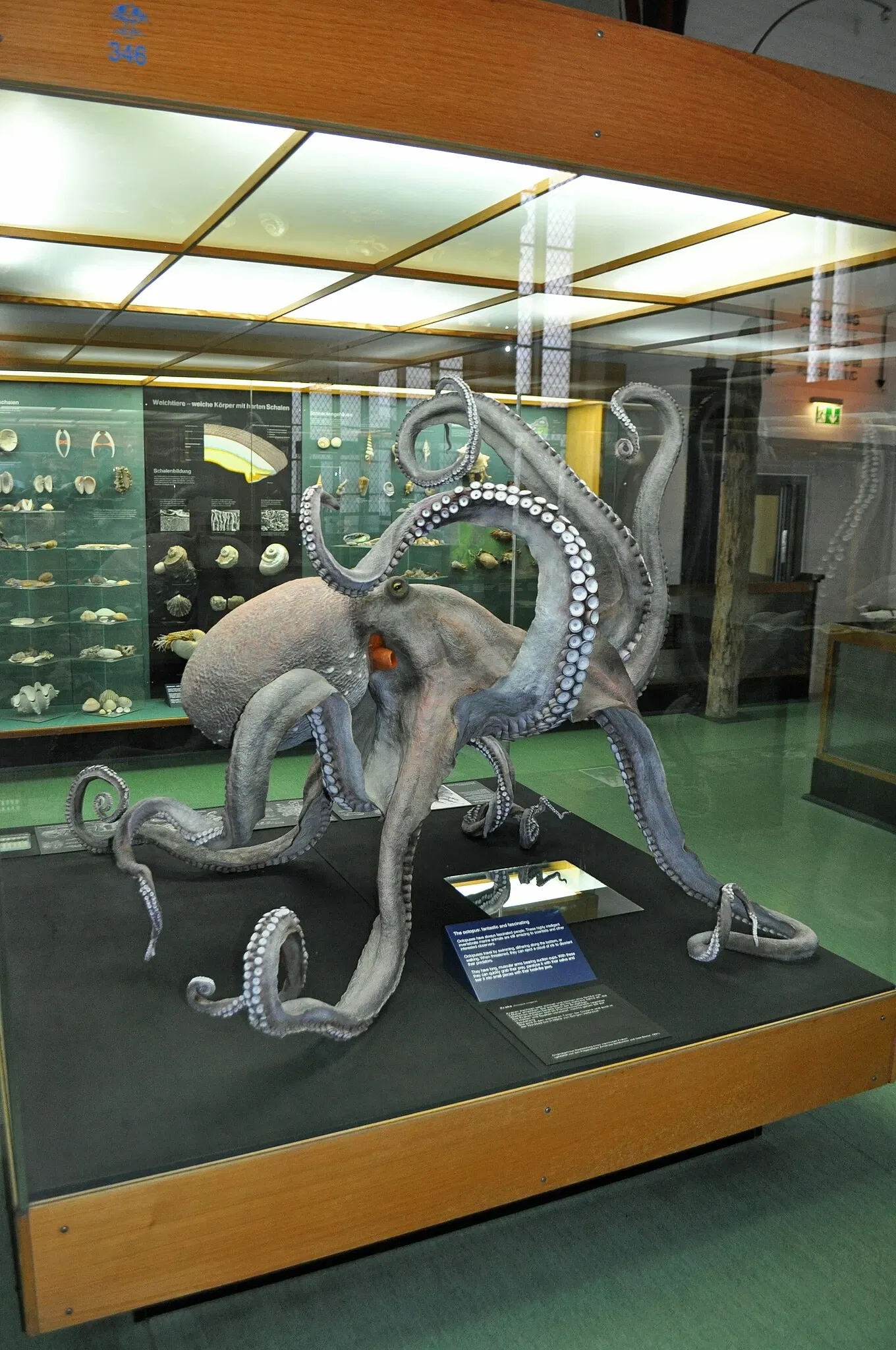 German Oceanographic Museum