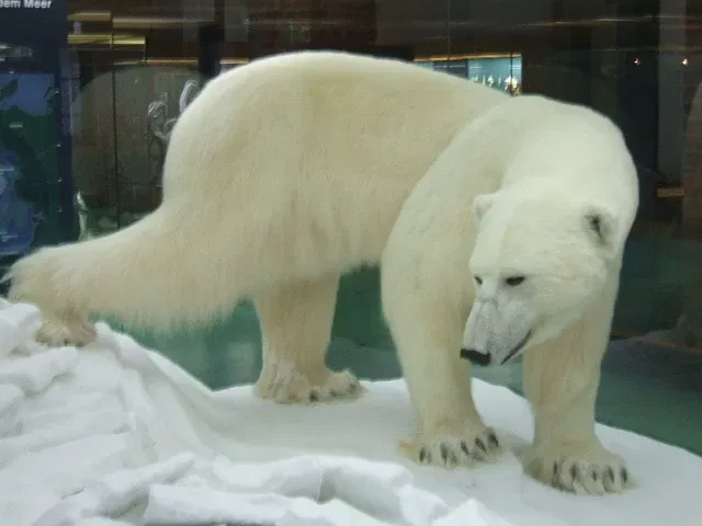 Deutsches Meeresmuseum