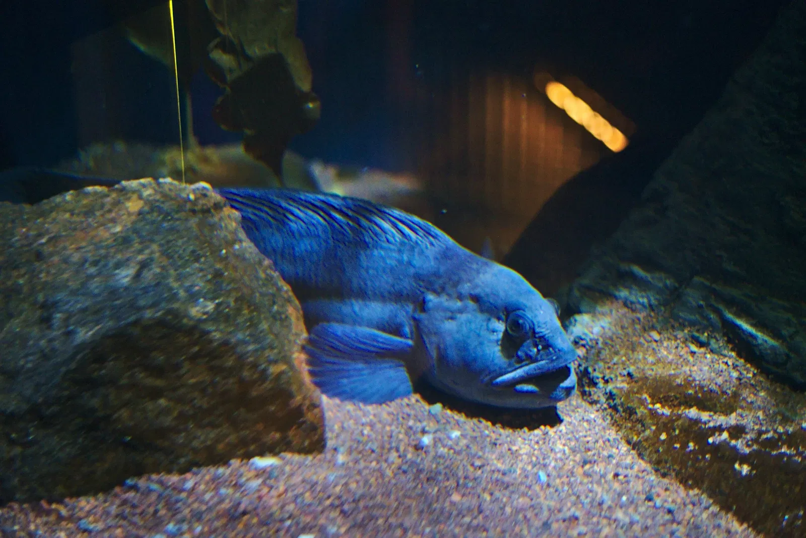 German Oceanographic Museum