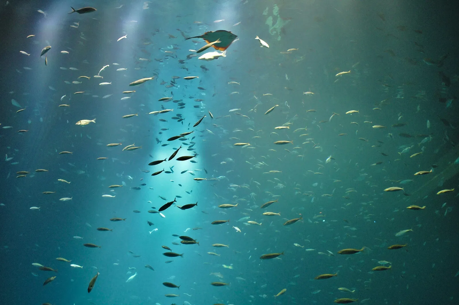 German Oceanographic Museum