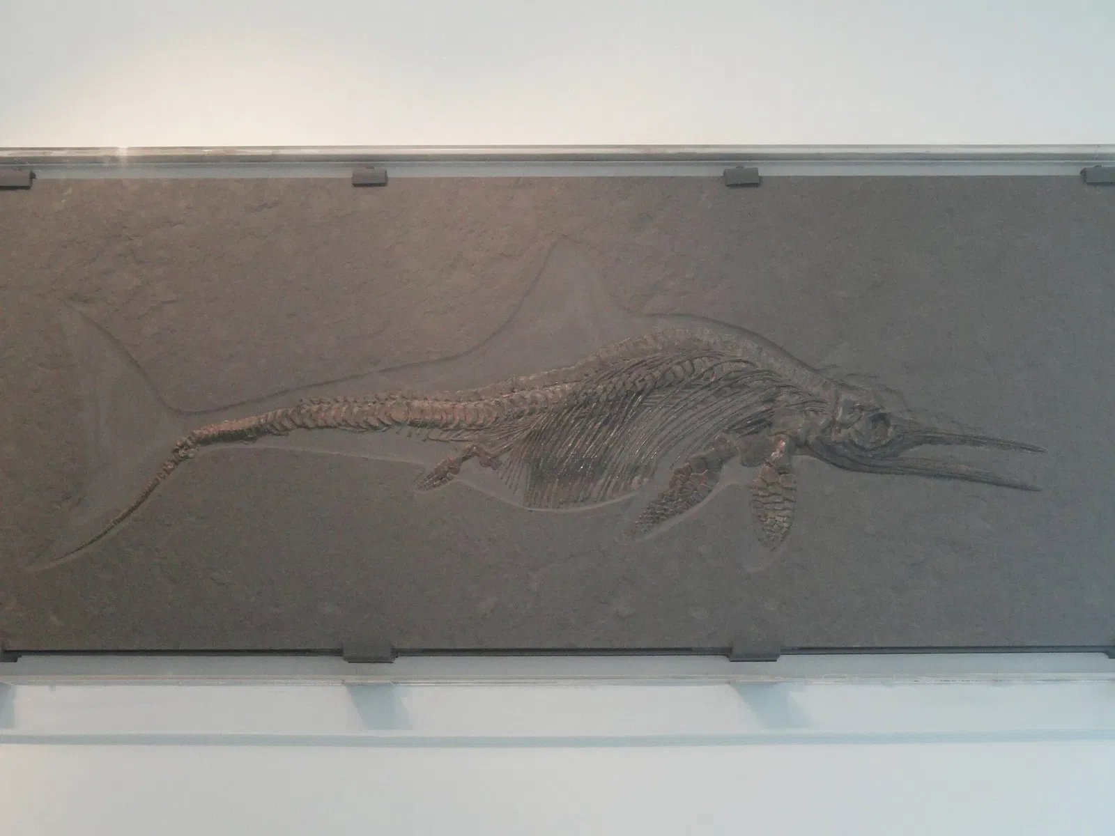 Museum Natur und Mensch