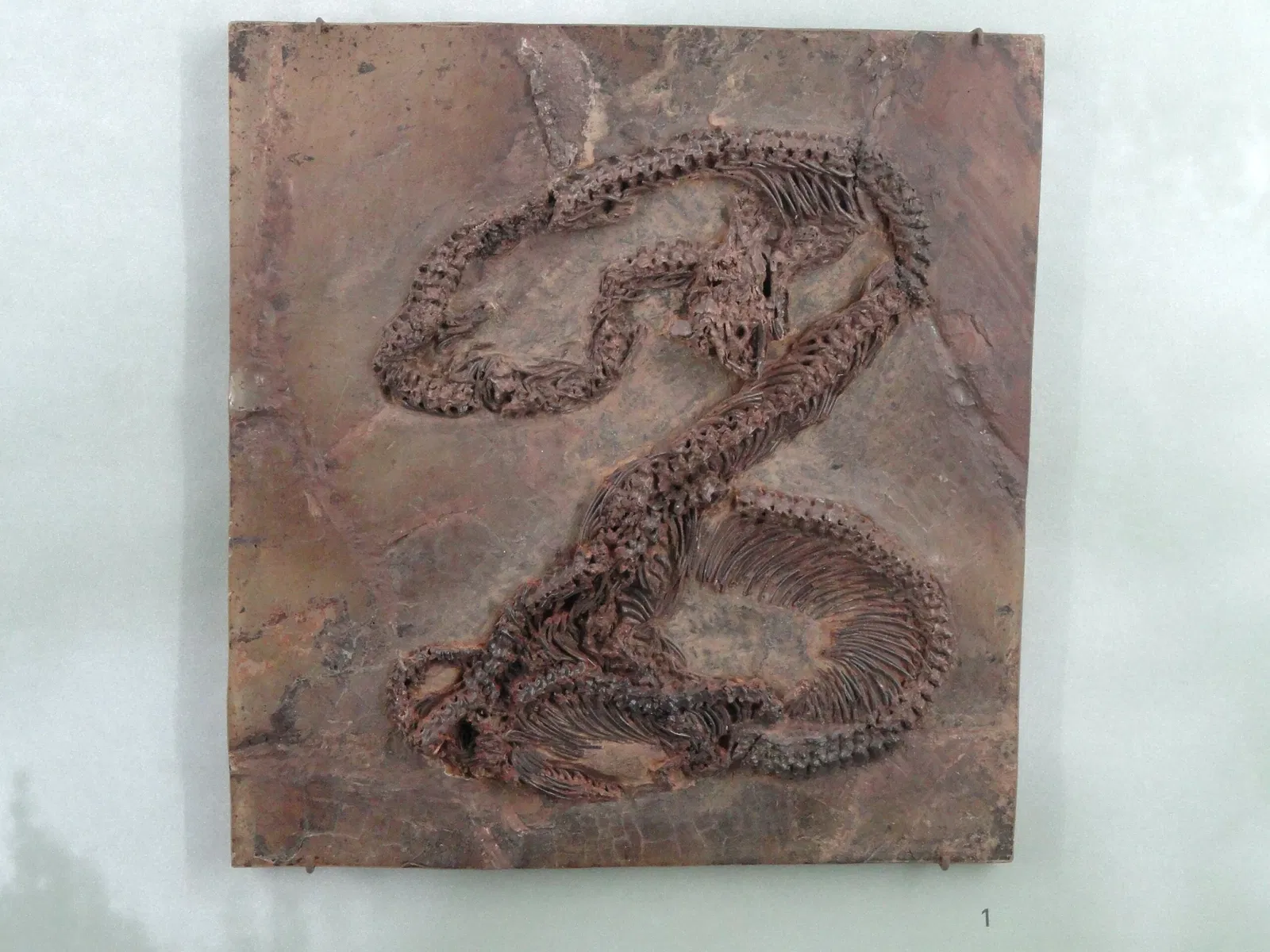 Museum Natur und Mensch