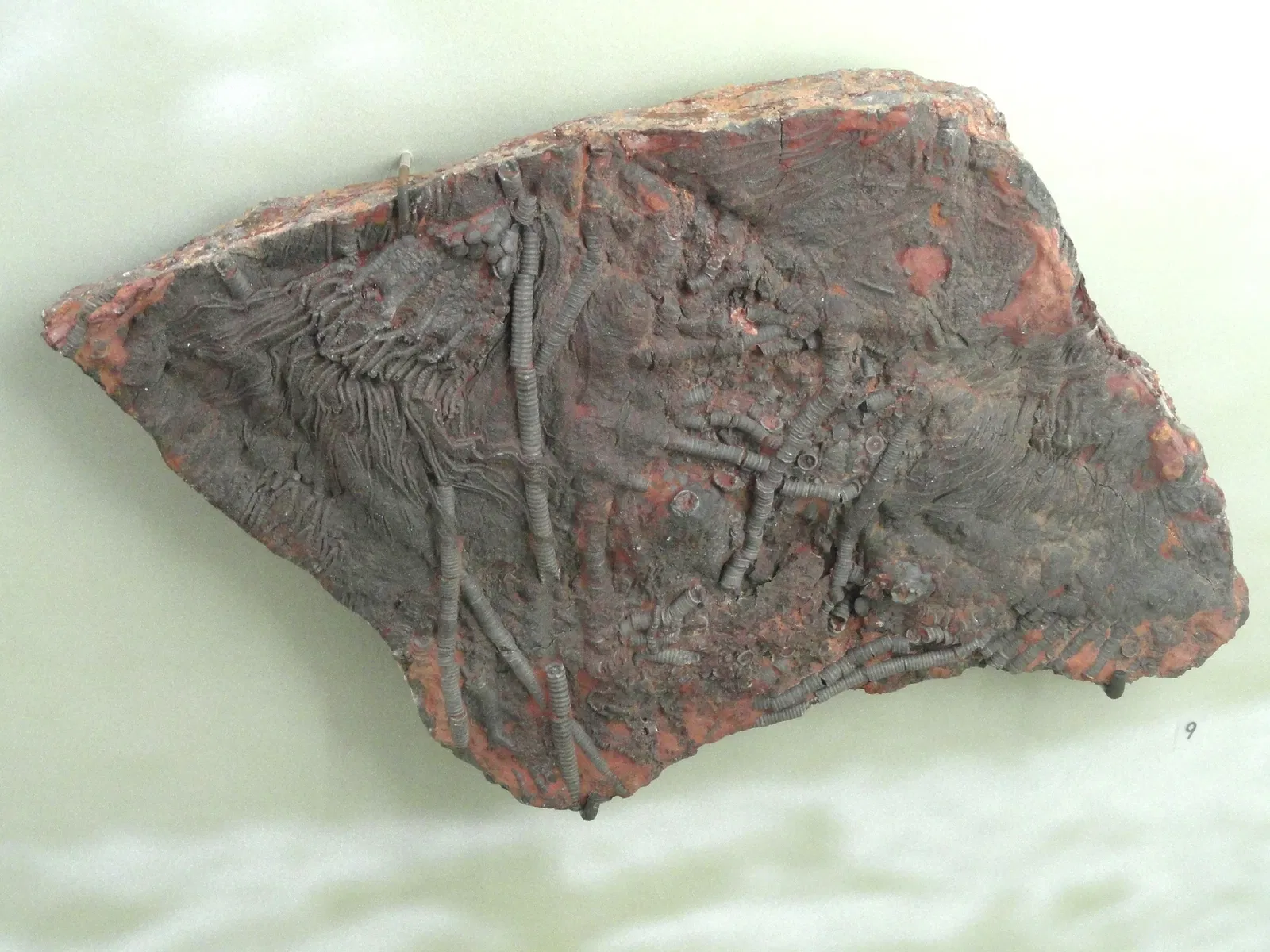 Museum Natur und Mensch