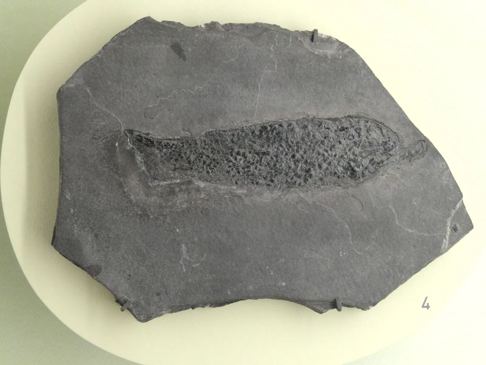 Museum Natur und Mensch