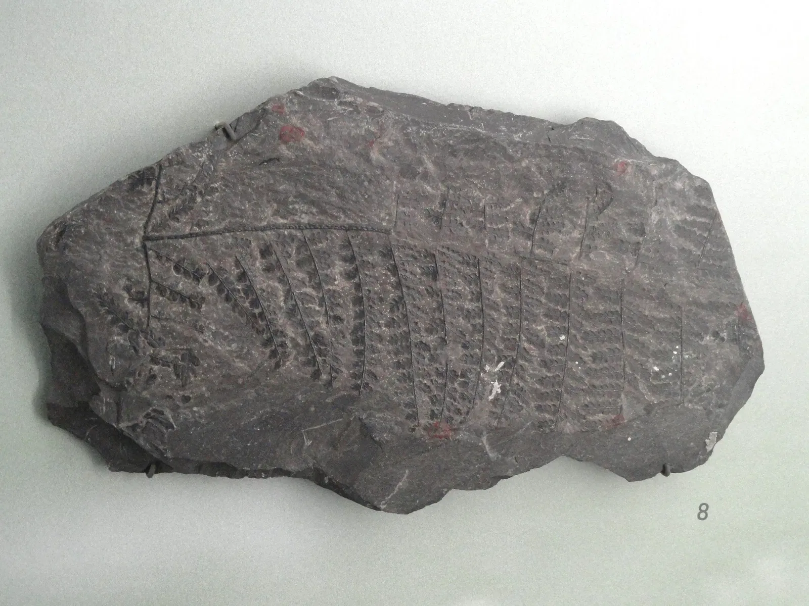 Museum Natur und Mensch