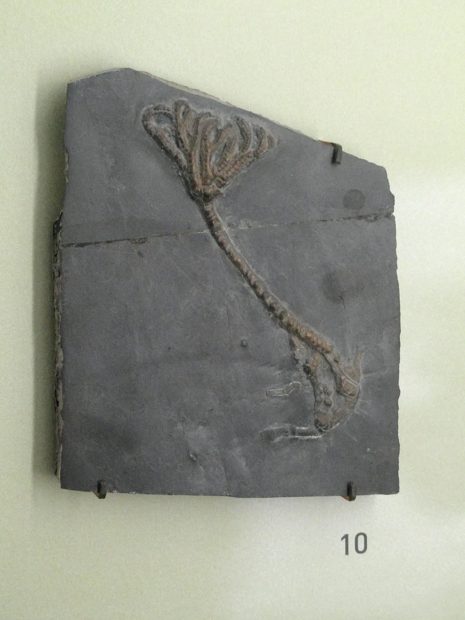 Museum Natur und Mensch