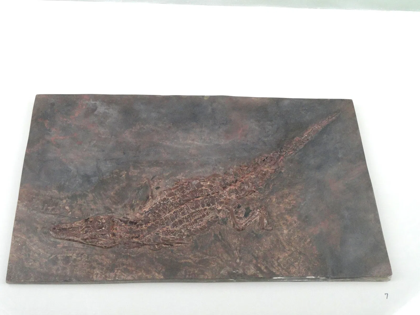 Museum Natur und Mensch