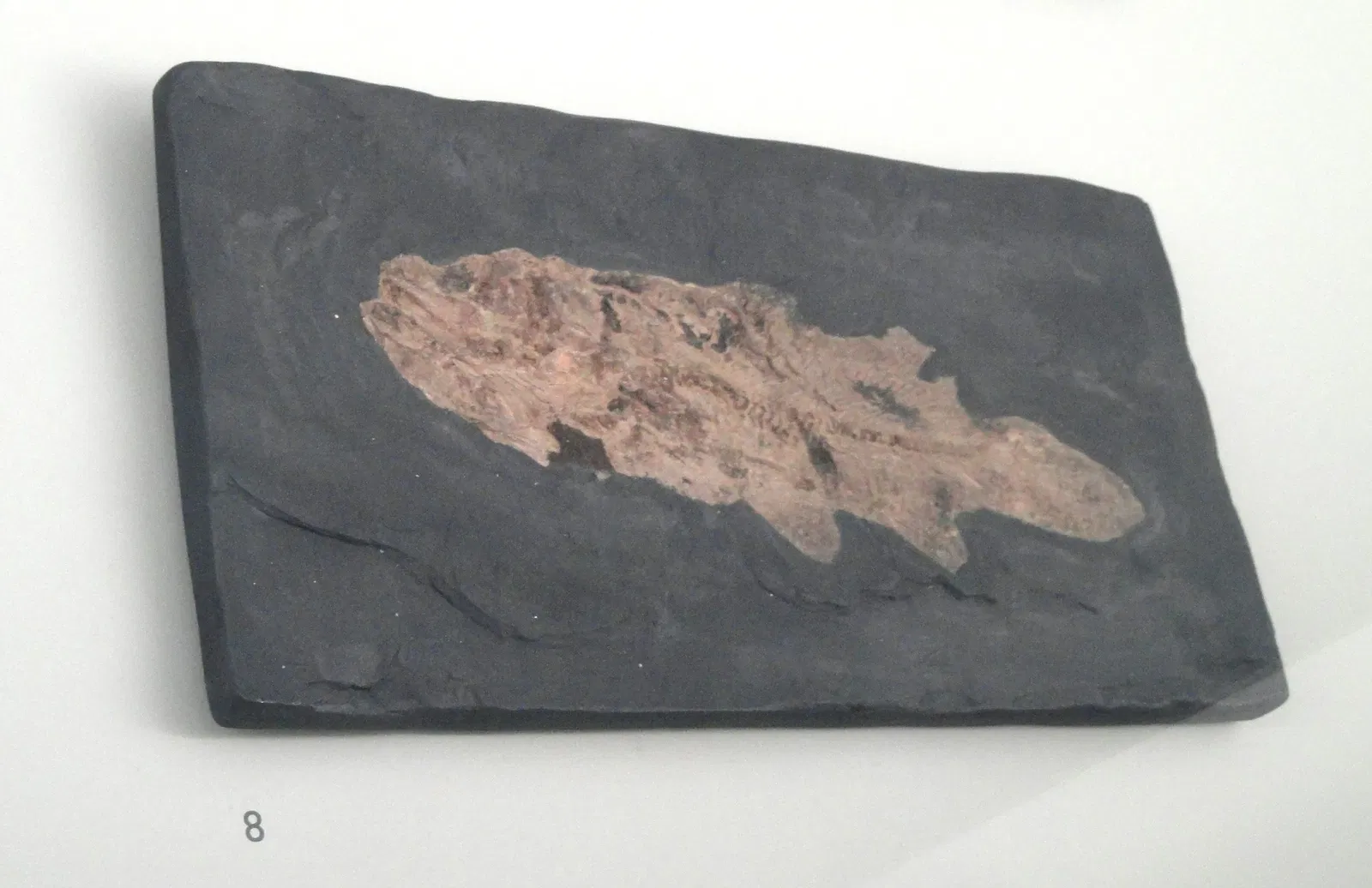 Museum Natur und Mensch