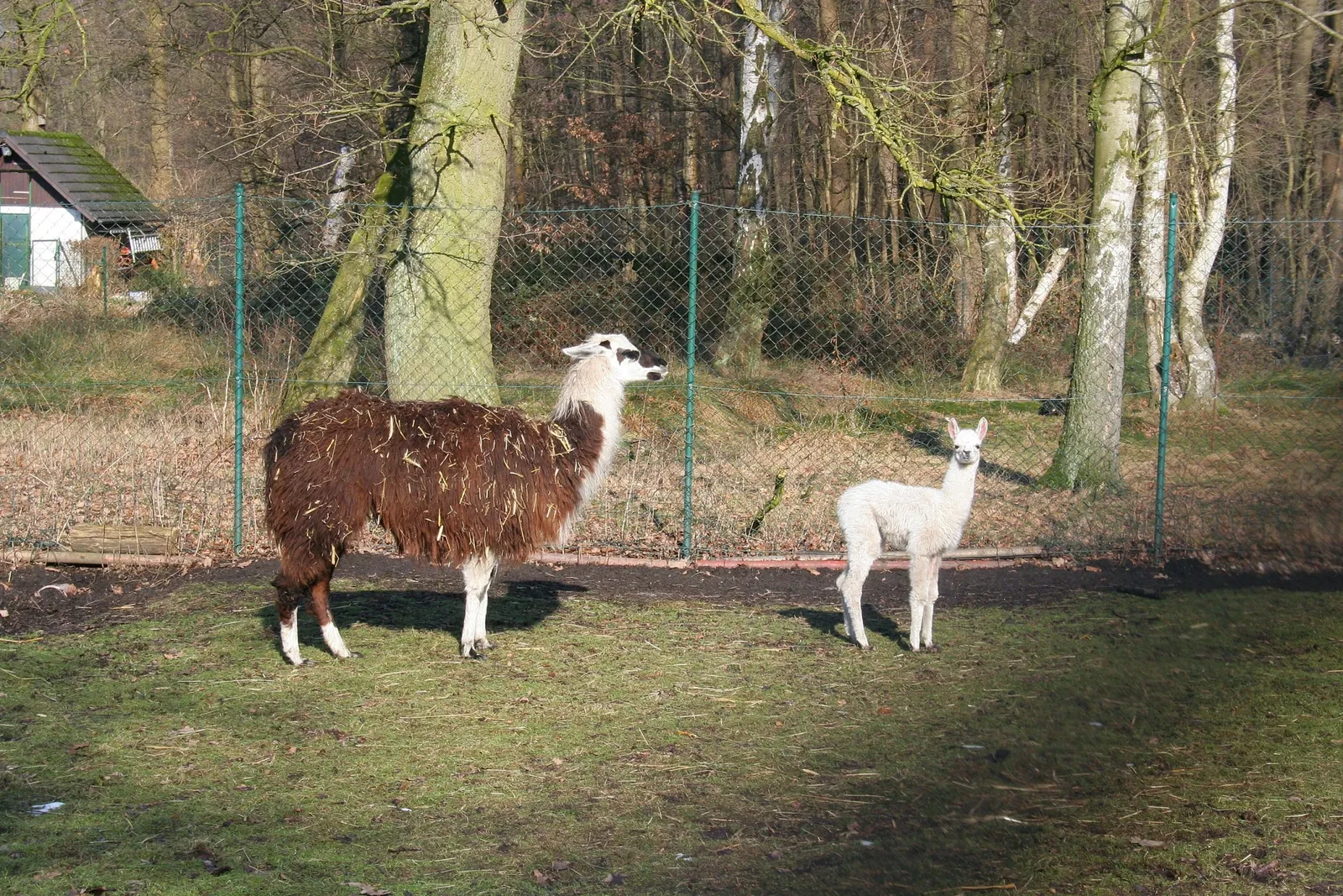 Solinger Vogel- und Tierpark