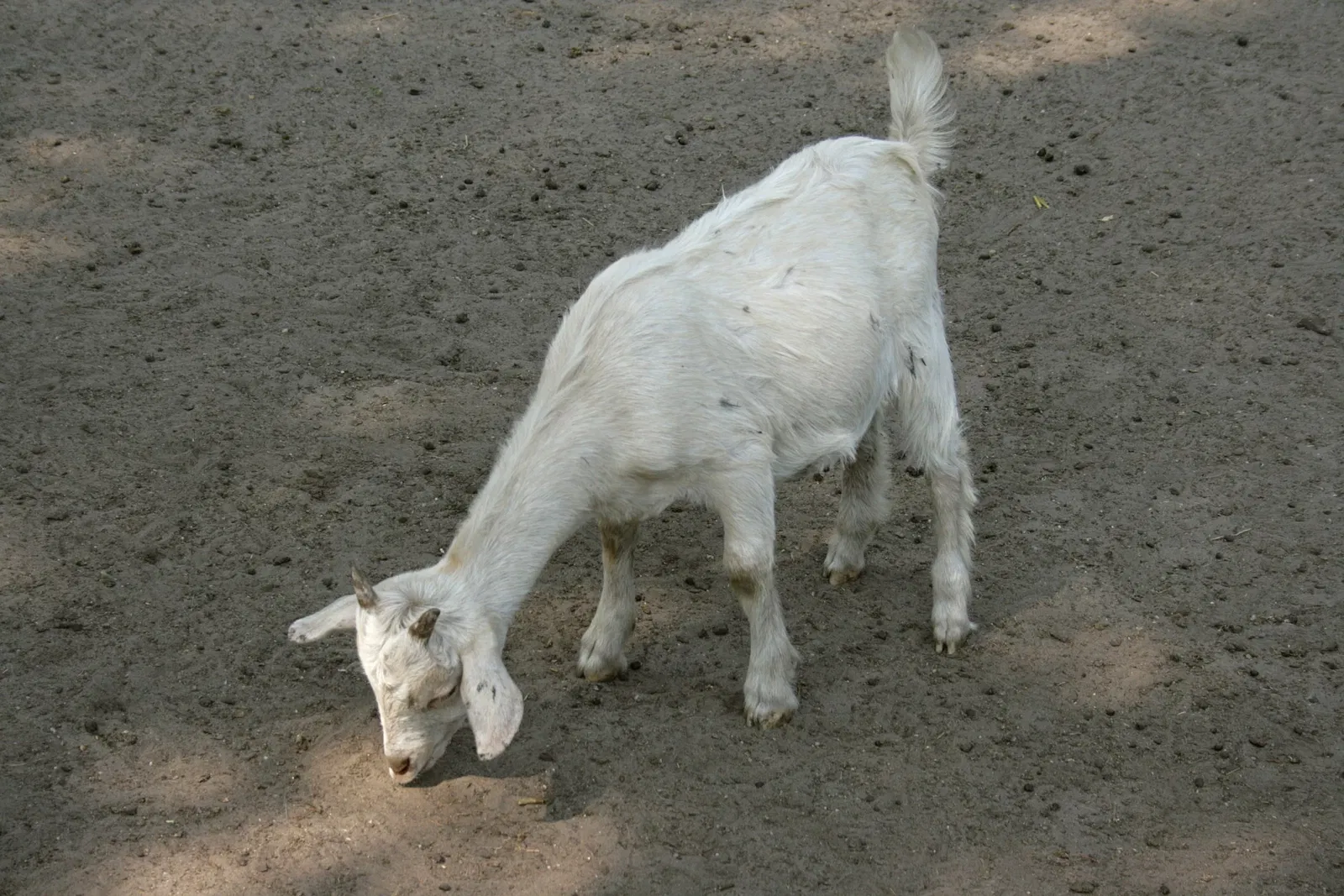 Solinger Vogel- und Tierpark