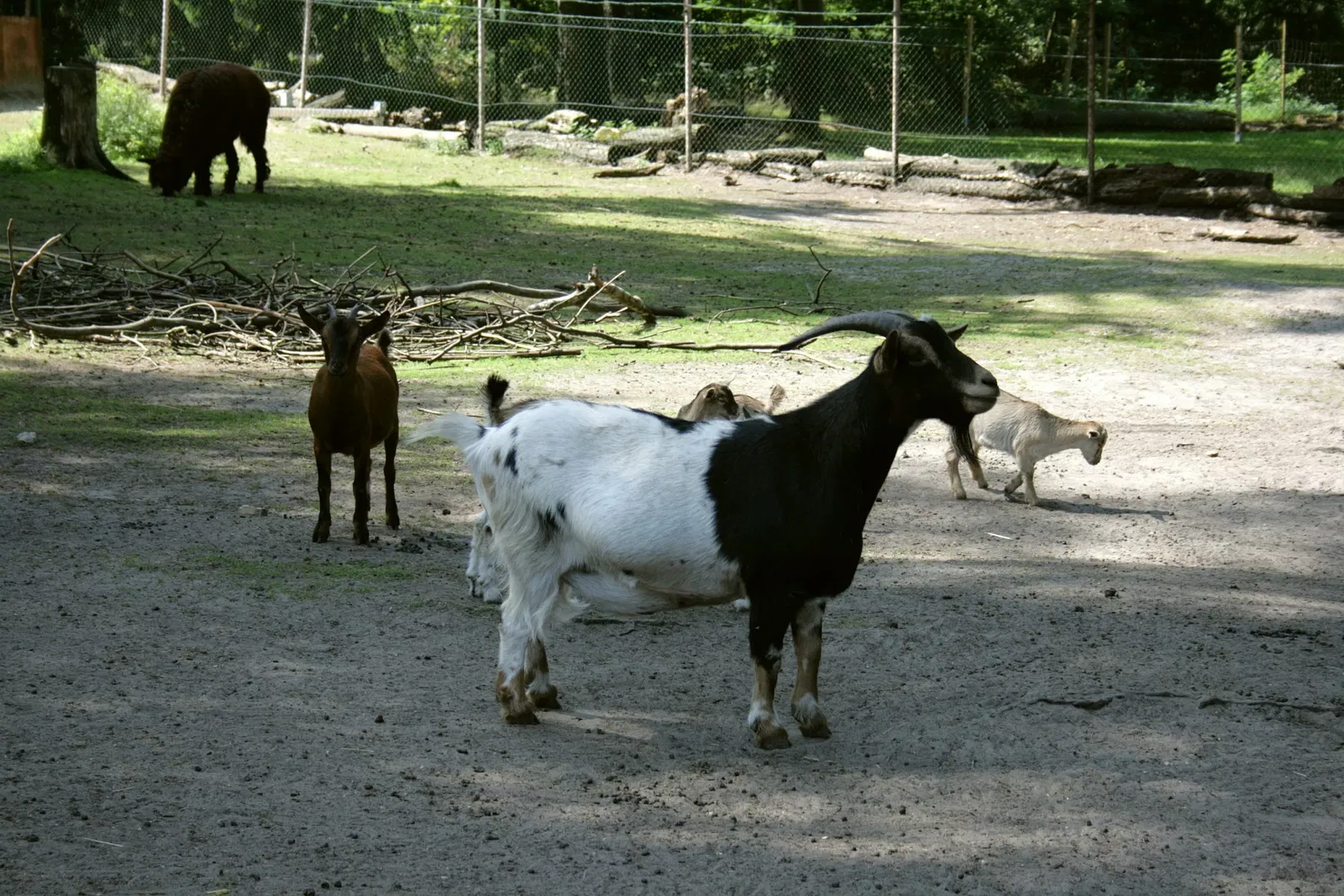 Solinger Vogel- und Tierpark