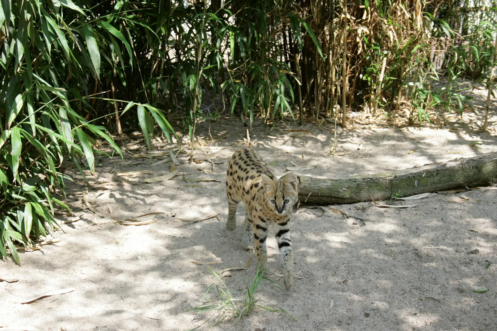 Solinger Vogel- und Tierpark