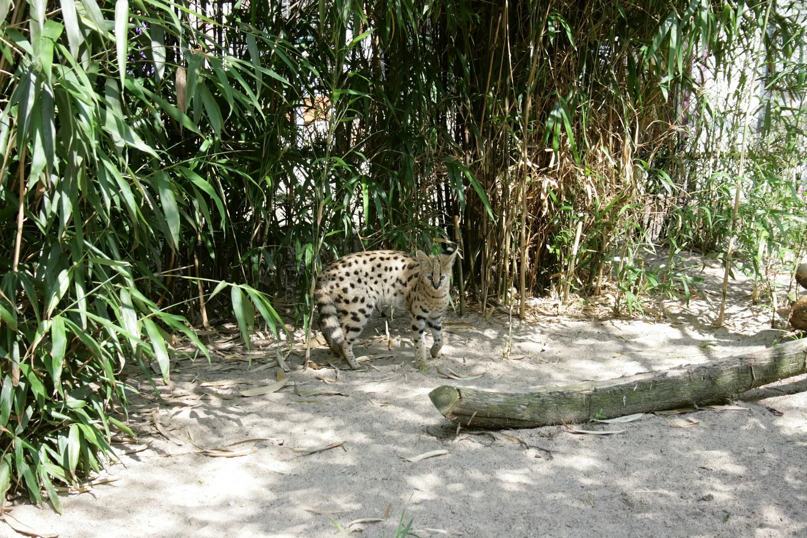 Solinger Vogel- und Tierpark