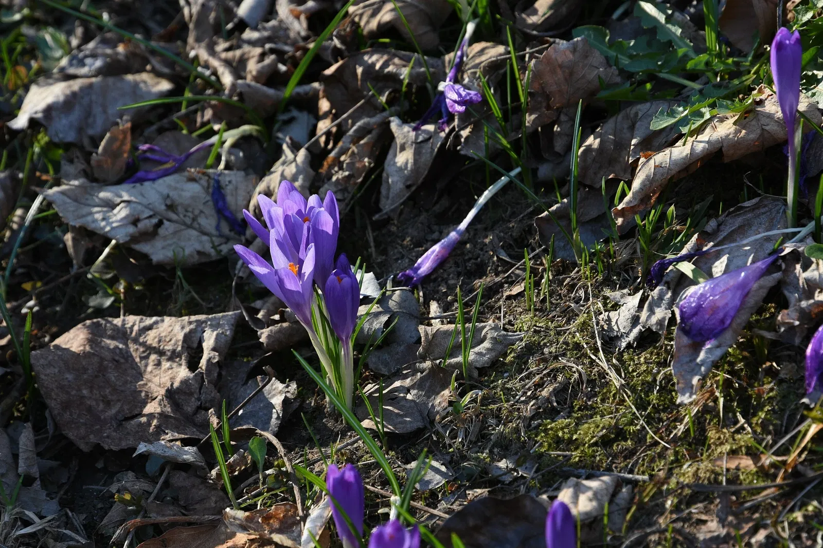 Archeo Norico Castle Museum