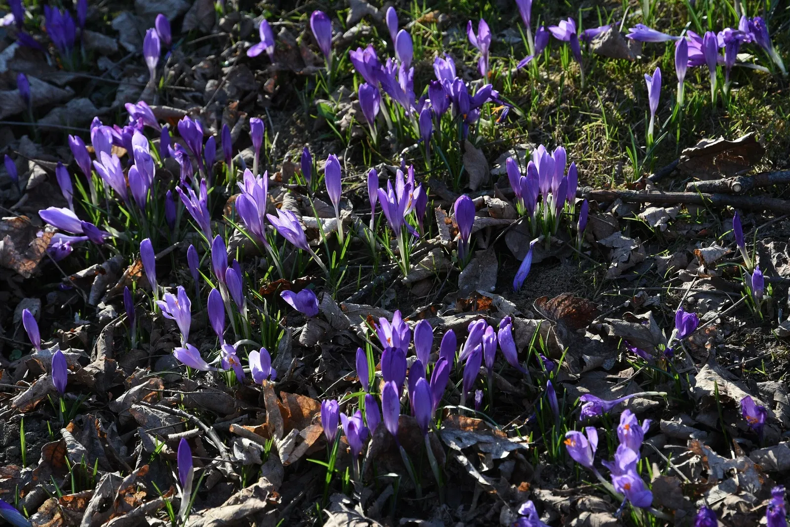 Burgmuseum Archeo Norico