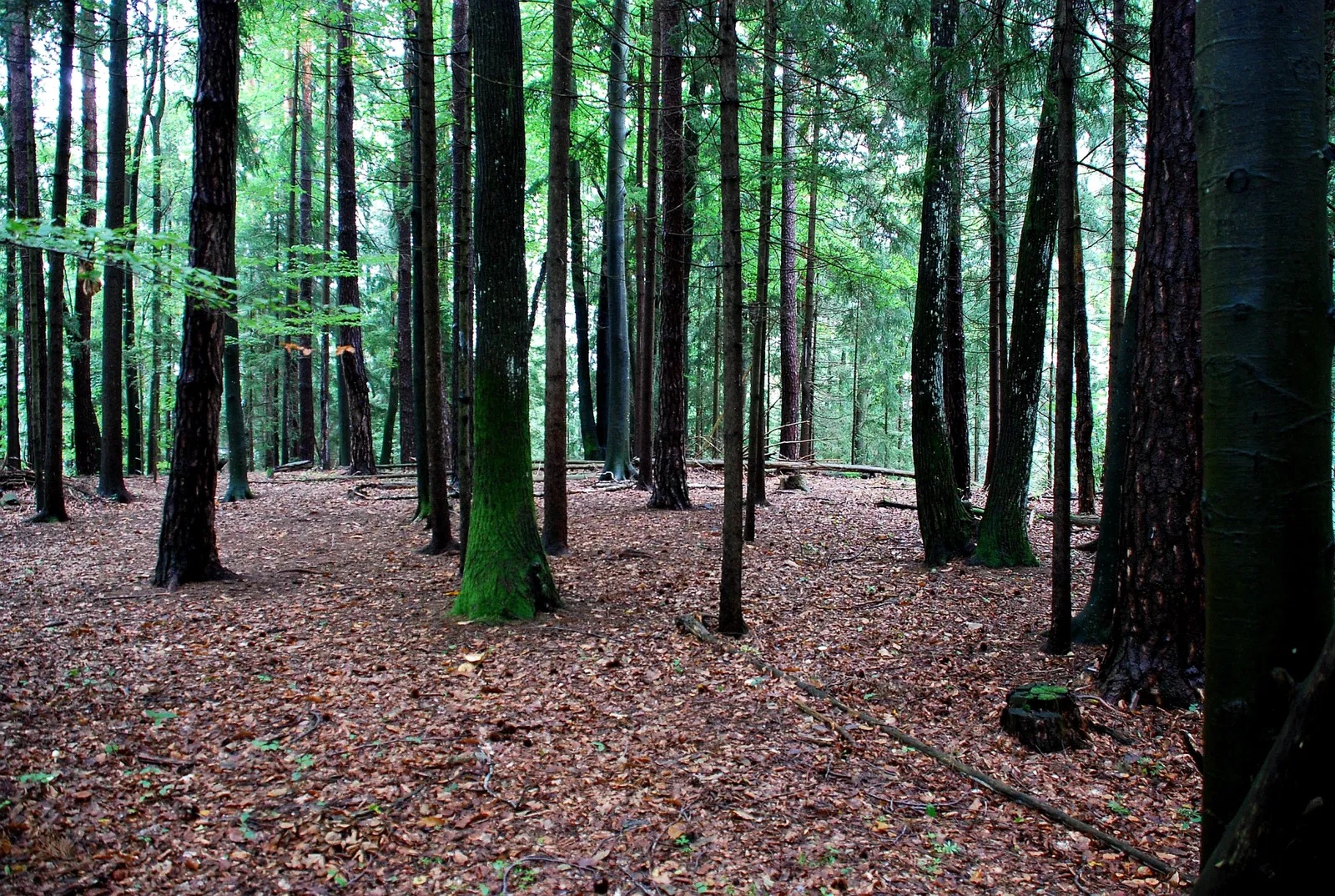 Burgmuseum Archeo Norico