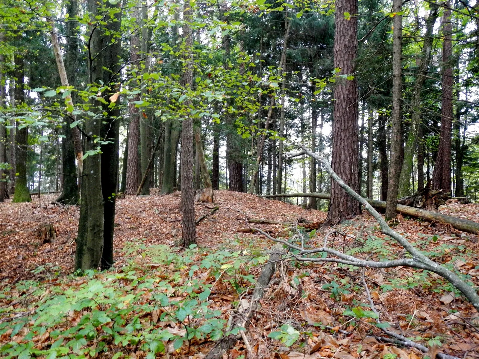 Burgmuseum Archeo Norico