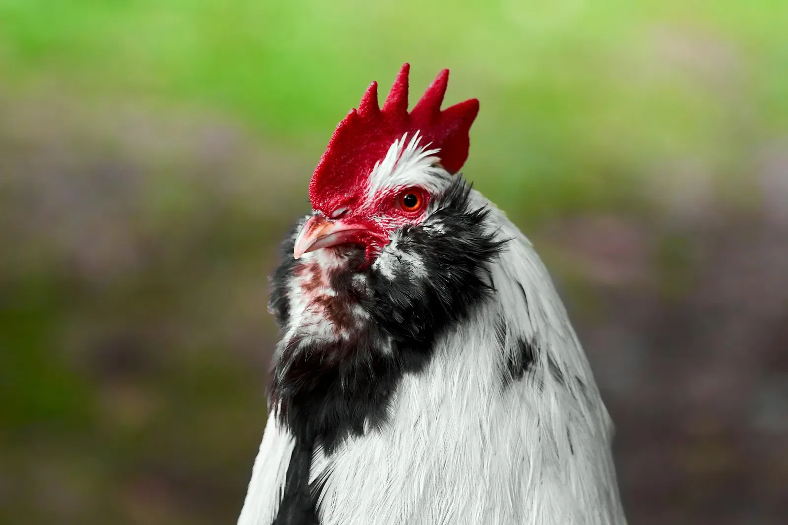 Kinderbauernhof Neuss