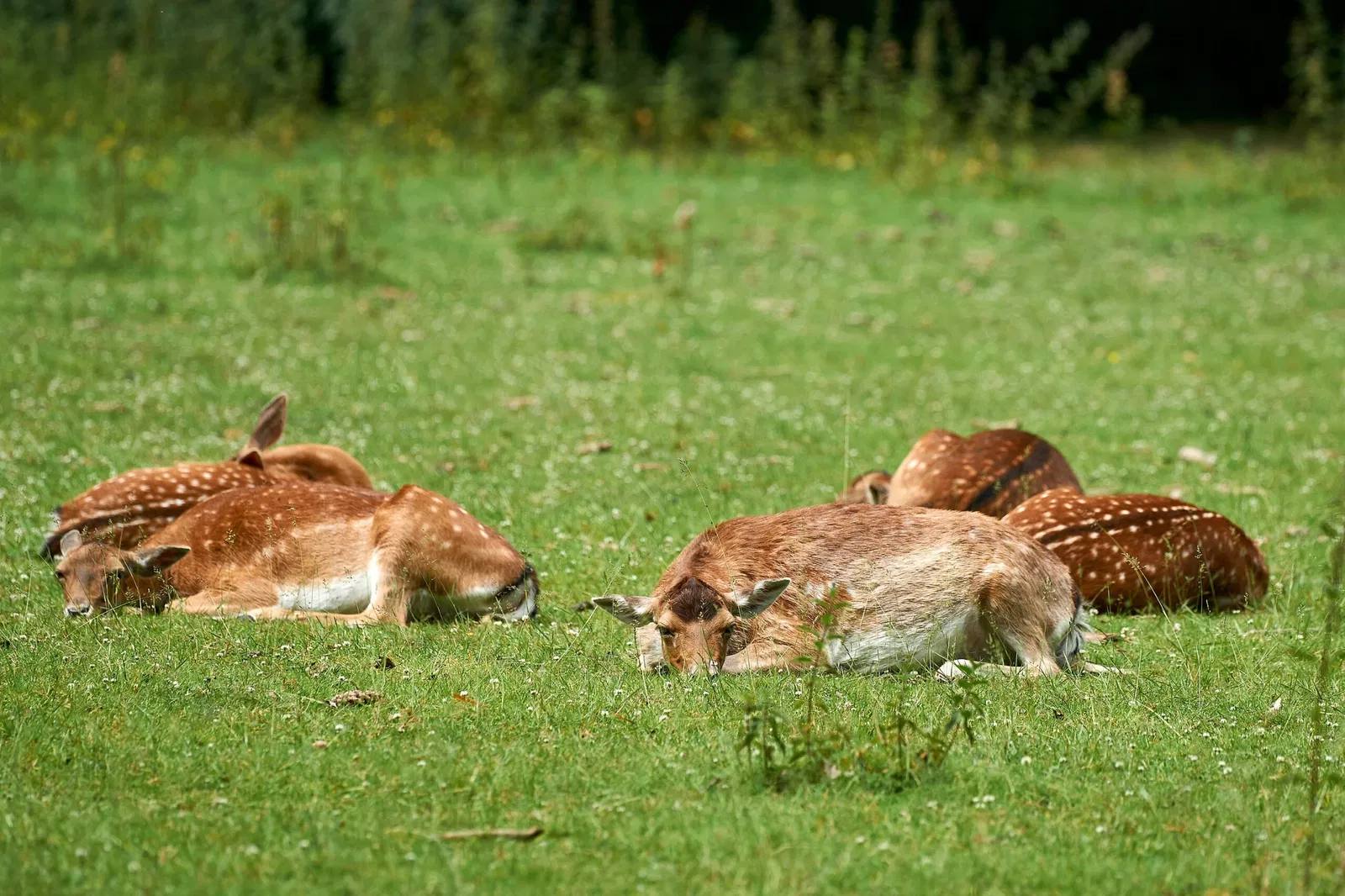 Kinderbauernhof Neuss