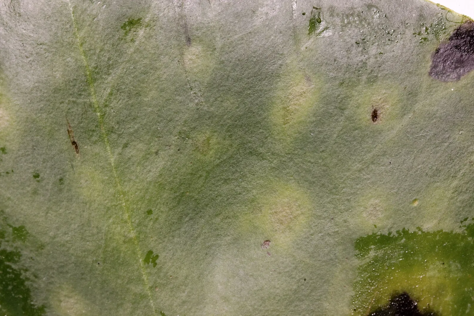 Botanischen Garten Neuss