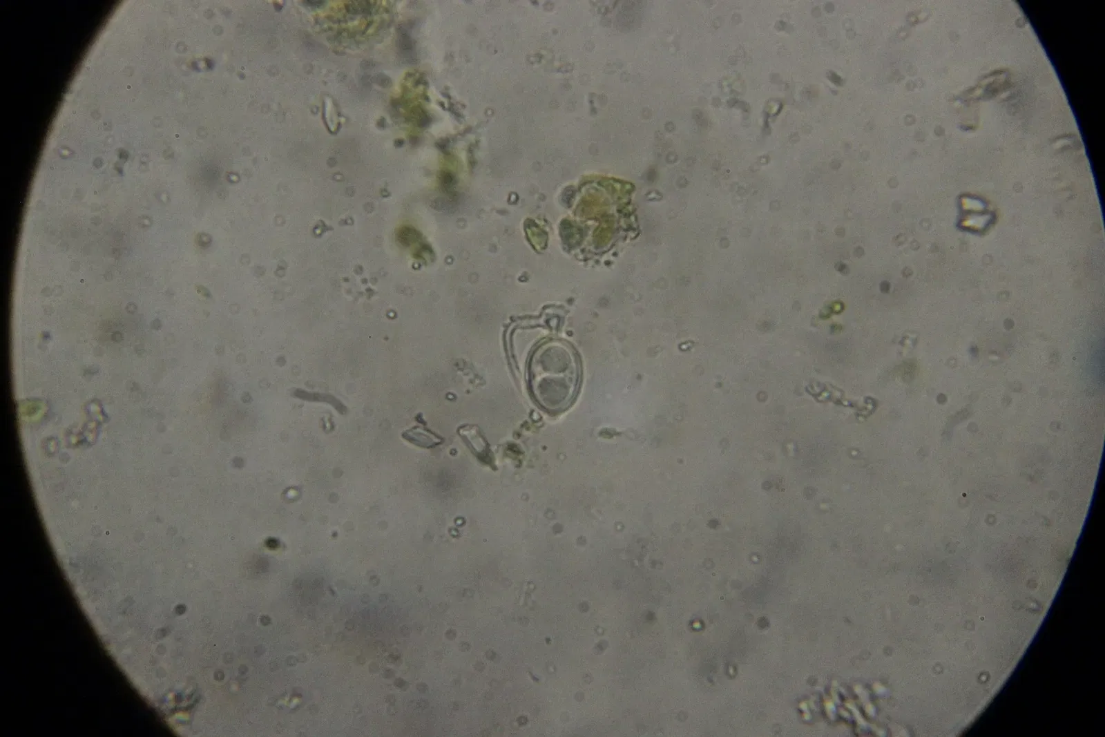 Botanischer Garten der Stadt Neuss