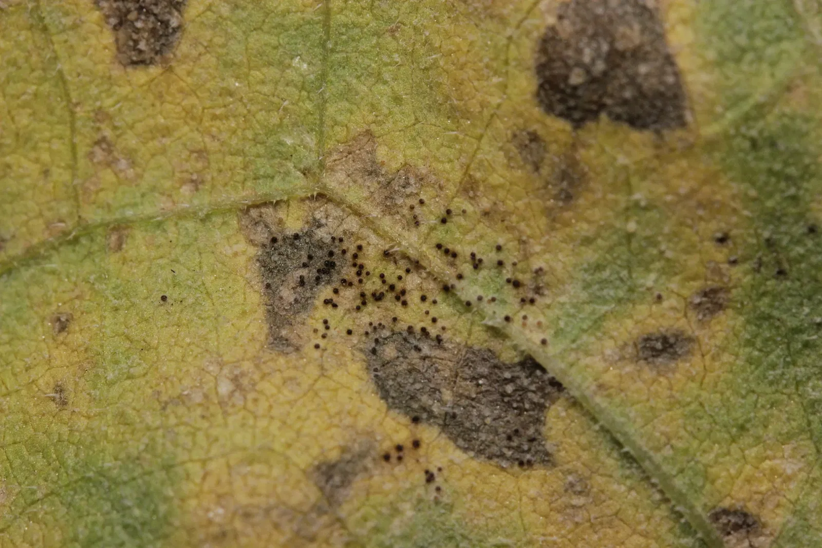 Botanischer Garten der Stadt Neuss