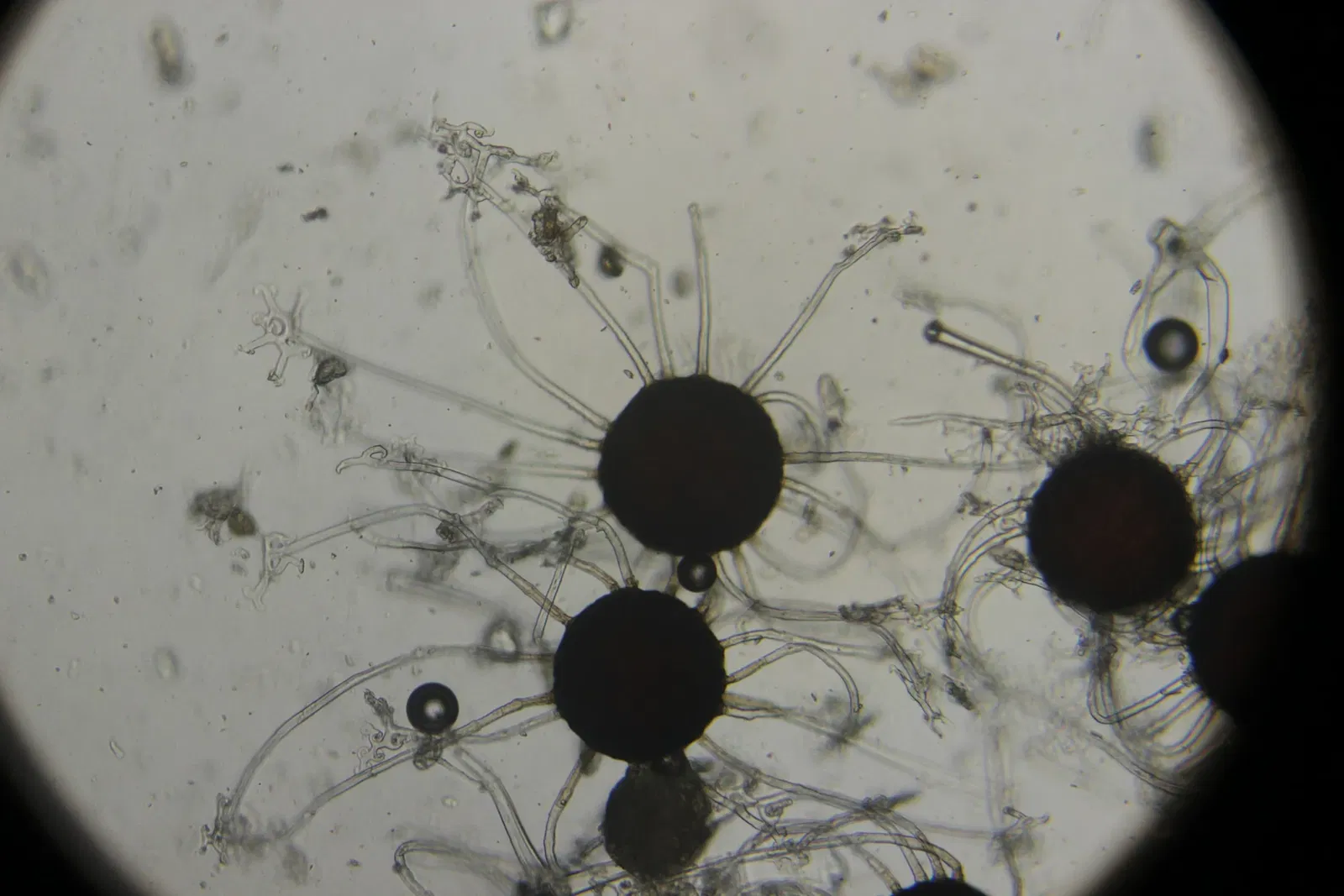 Jardín botánico de Neuss