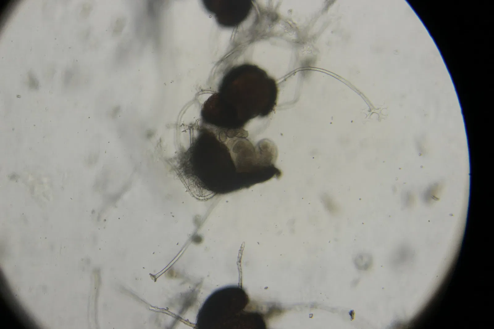 Botanischen Garten Neuss