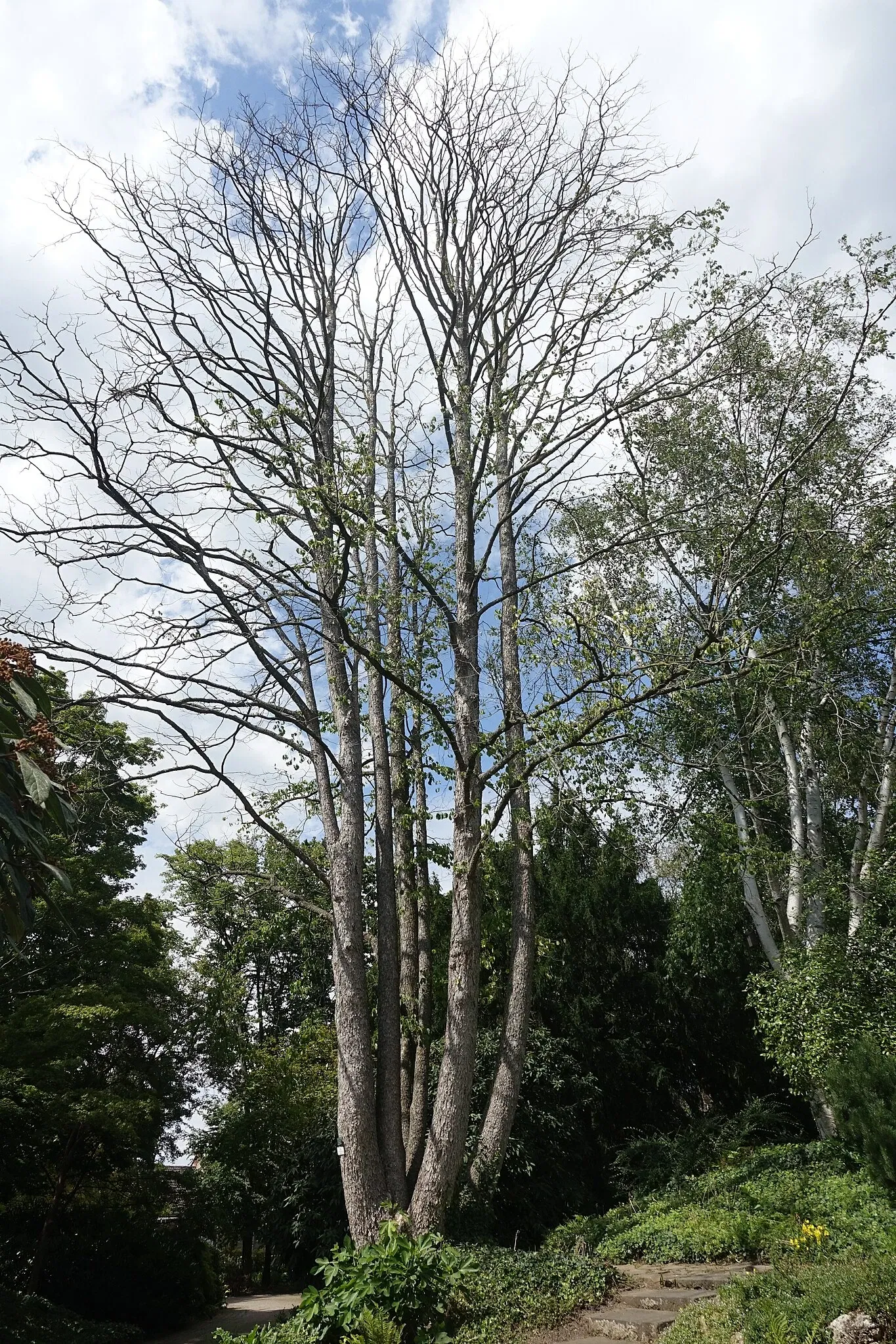 Botanischer Garten der Stadt Neuss