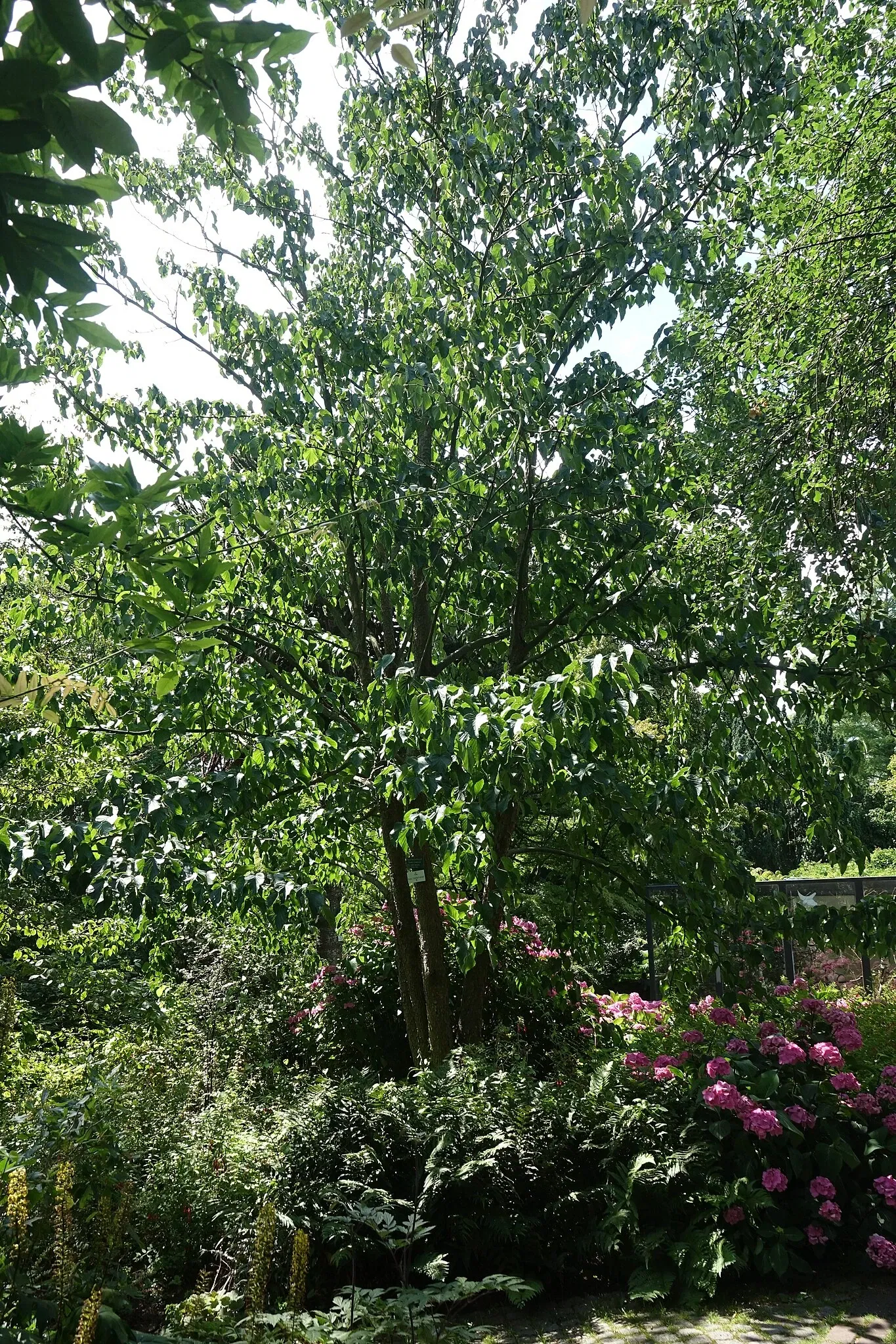 Botanischer Garten der Stadt Neuss