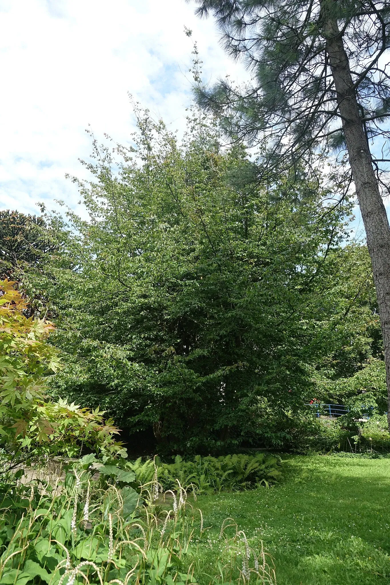 Botanischen Garten Neuss