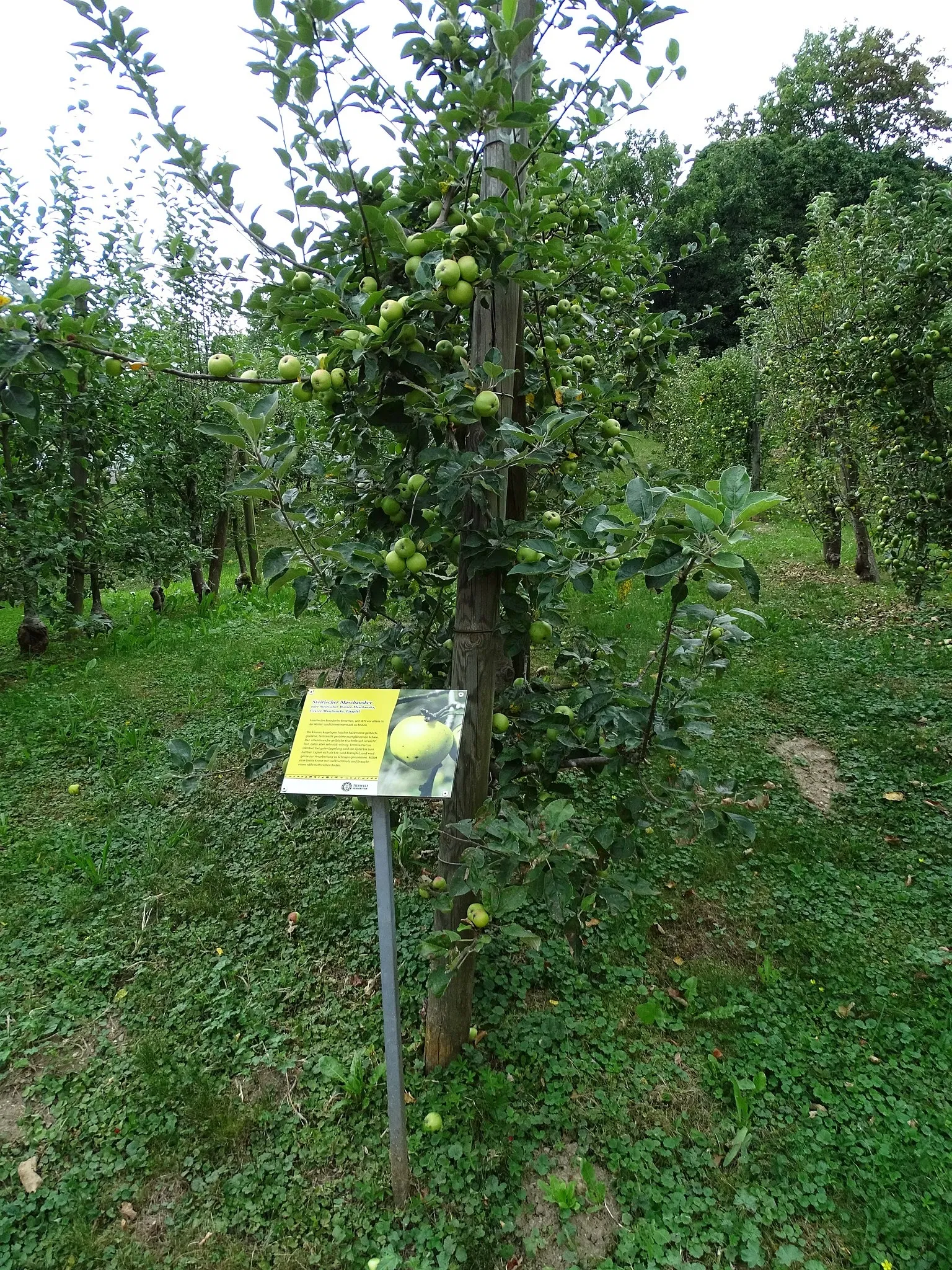 Tierwelt Herberstein
