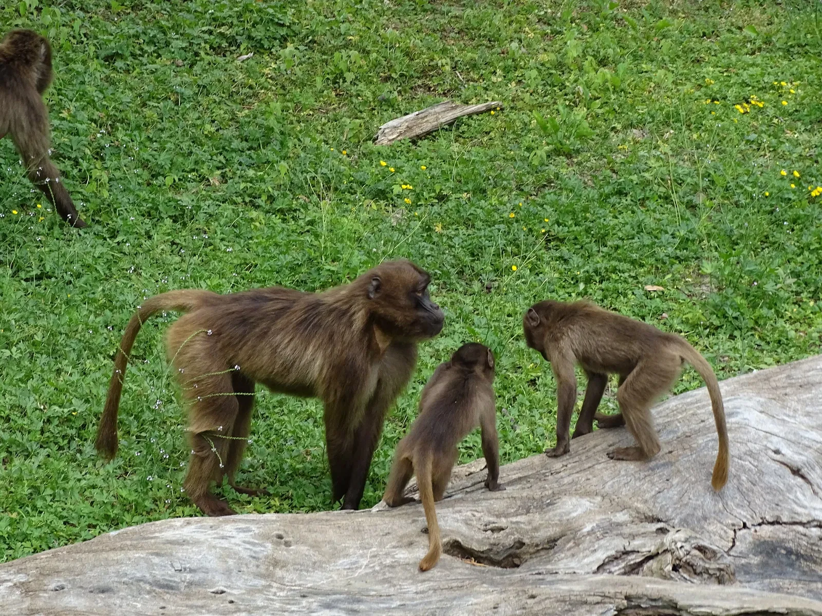 Tierwelt Herberstein