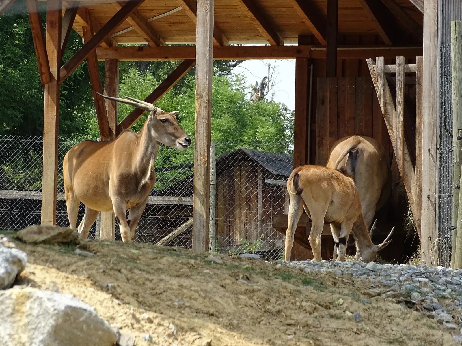 Tierwelt Herberstein