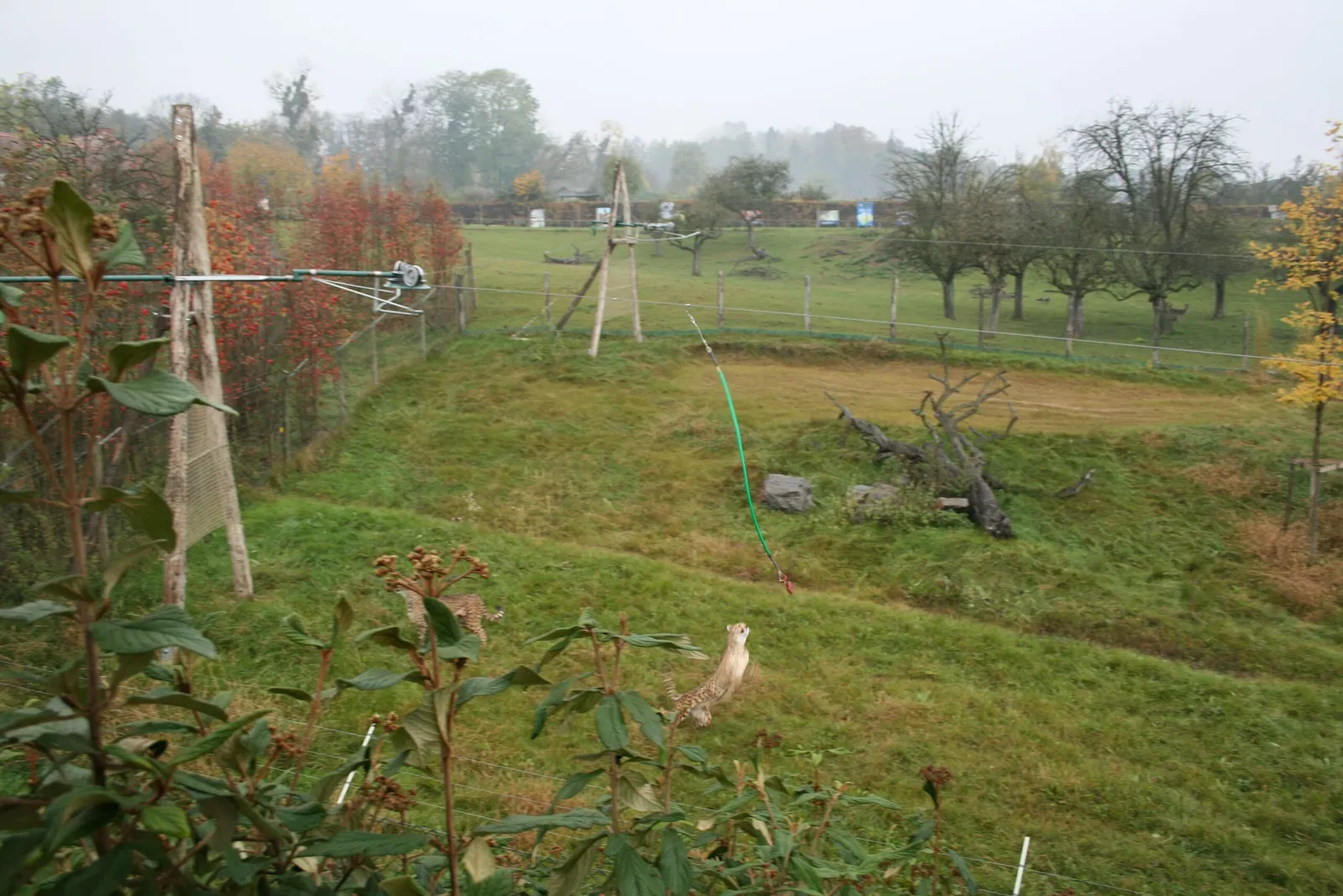 Tierwelt Herberstein