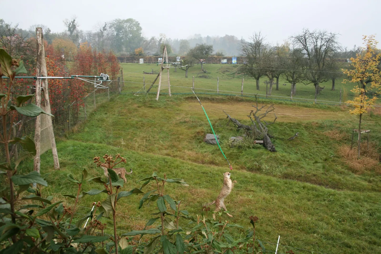 Tierwelt Herberstein