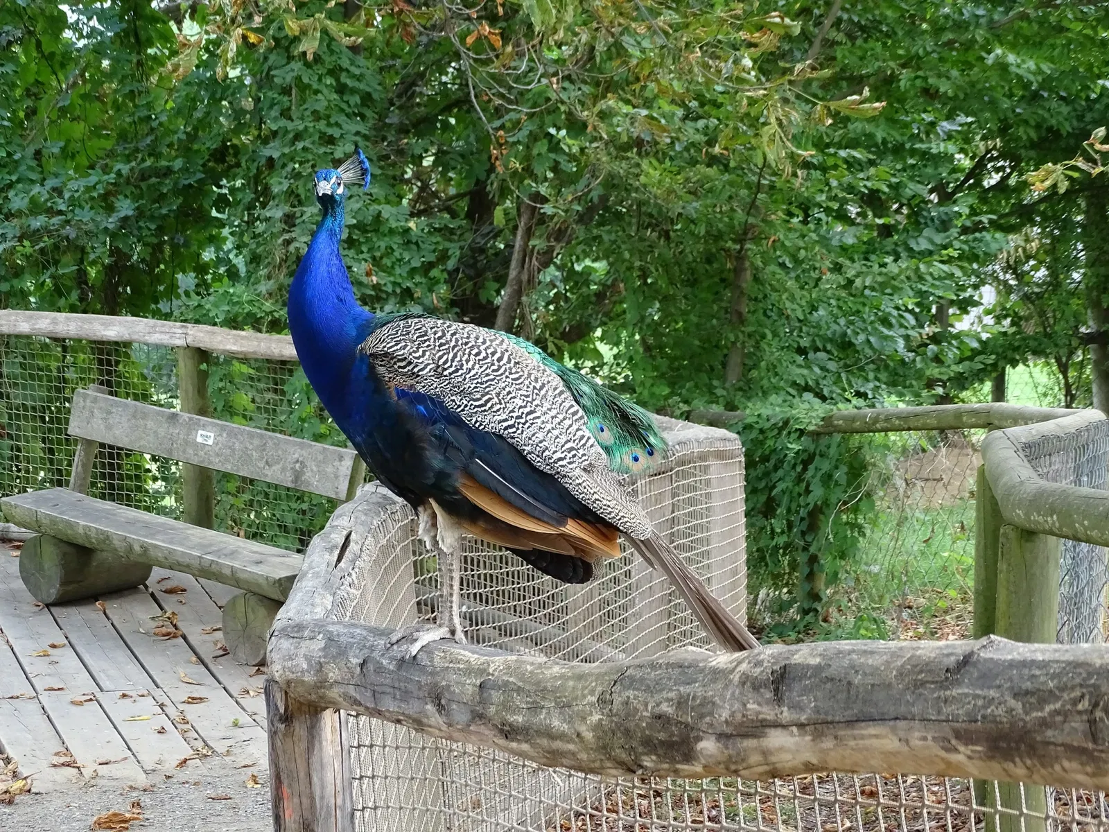 Tierwelt Herberstein