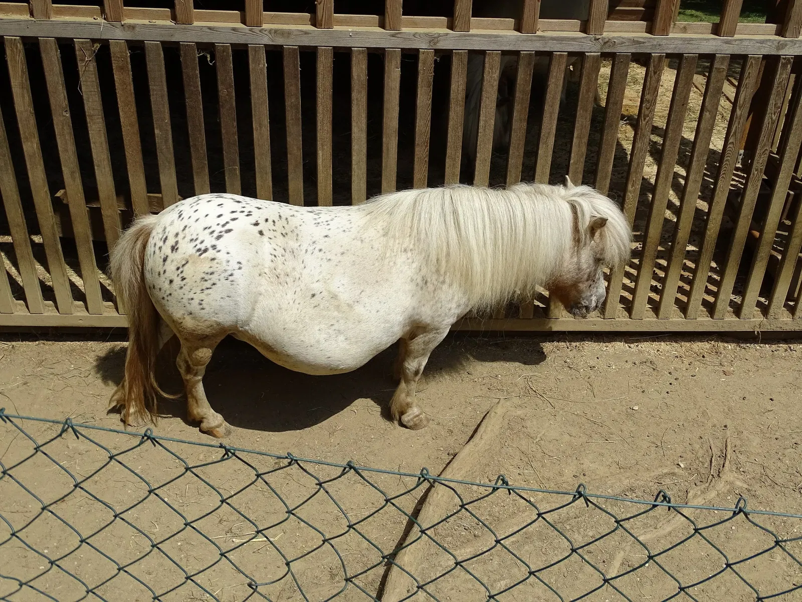 Tierwelt Herberstein
