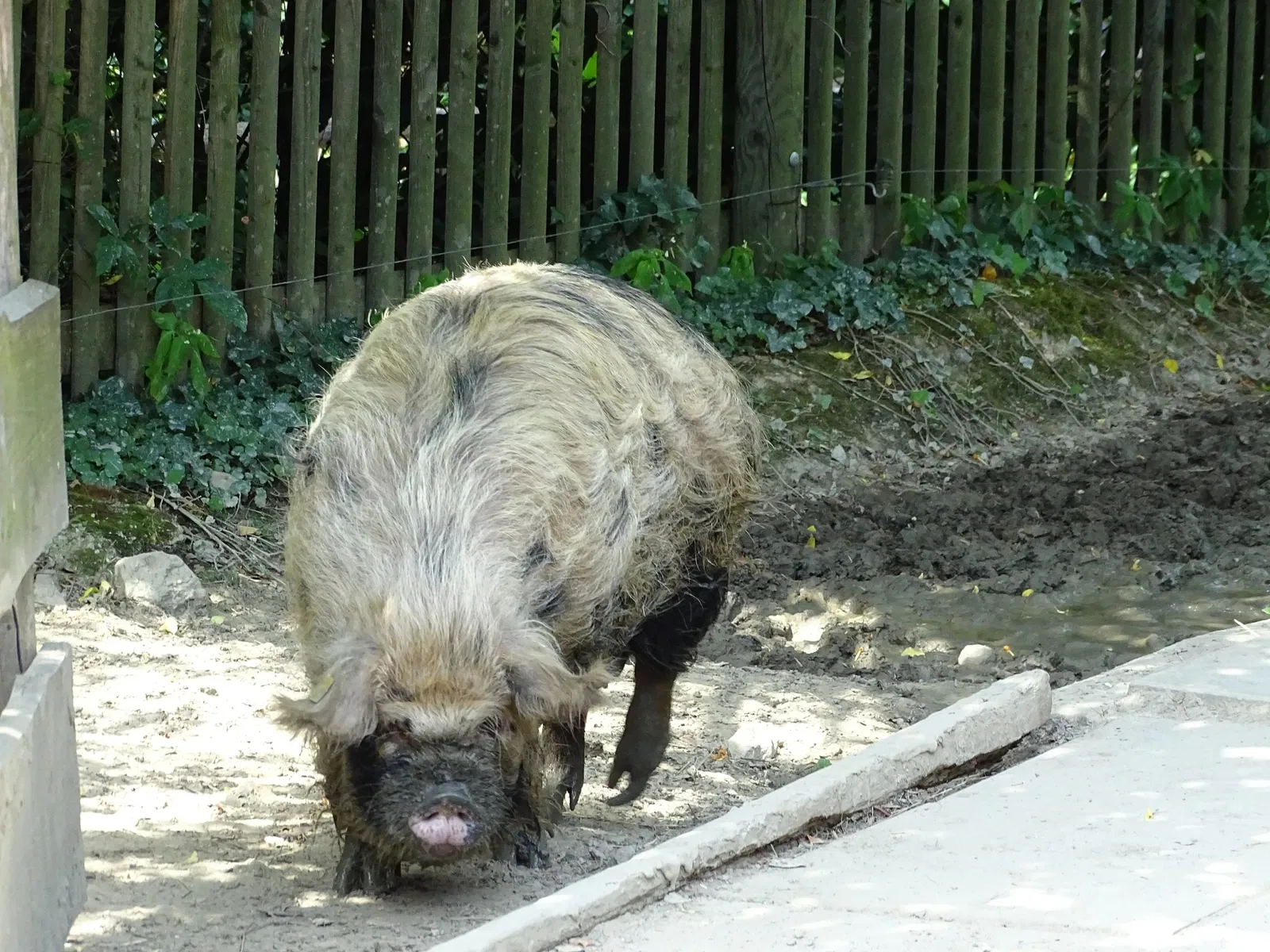 Tierwelt Herberstein