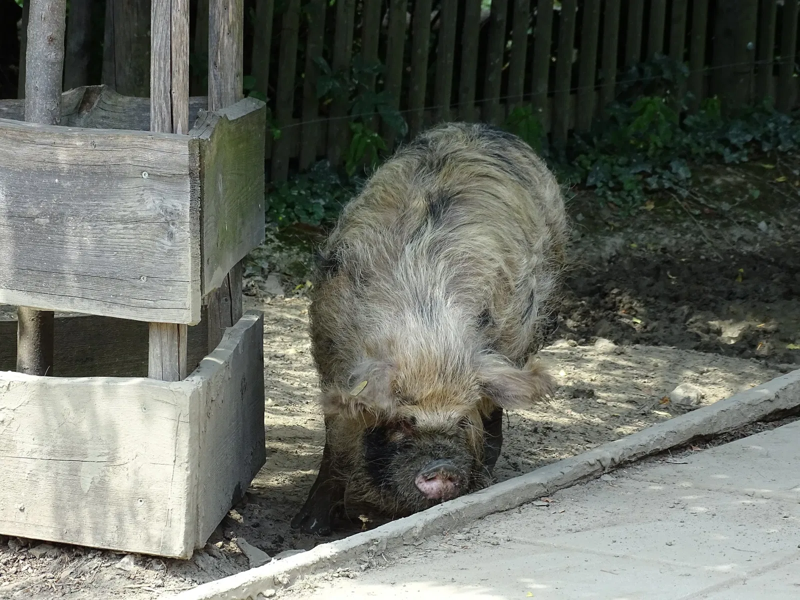 Tierwelt Herberstein