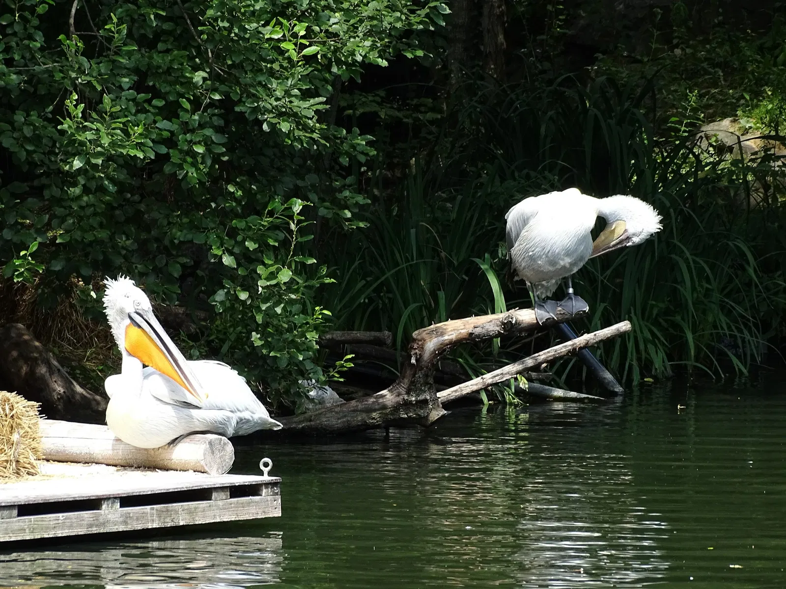 Tierwelt Herberstein