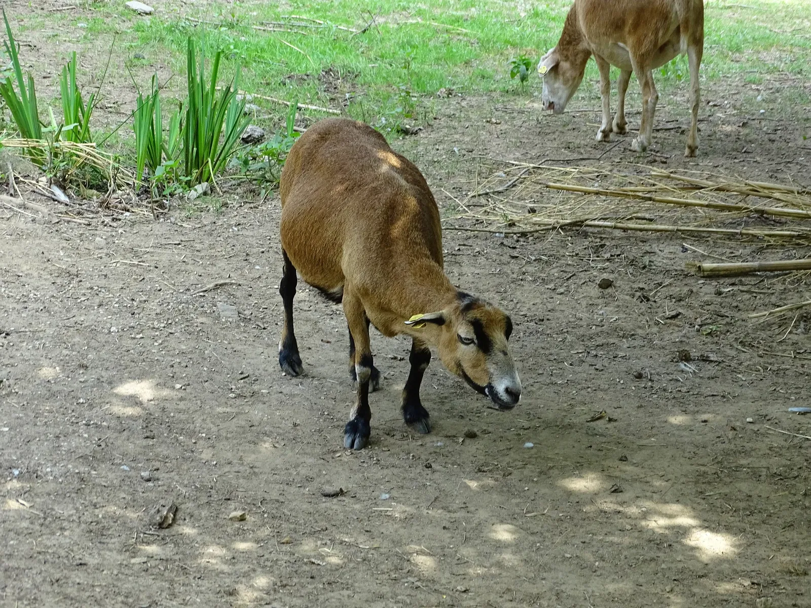 Tierwelt Herberstein