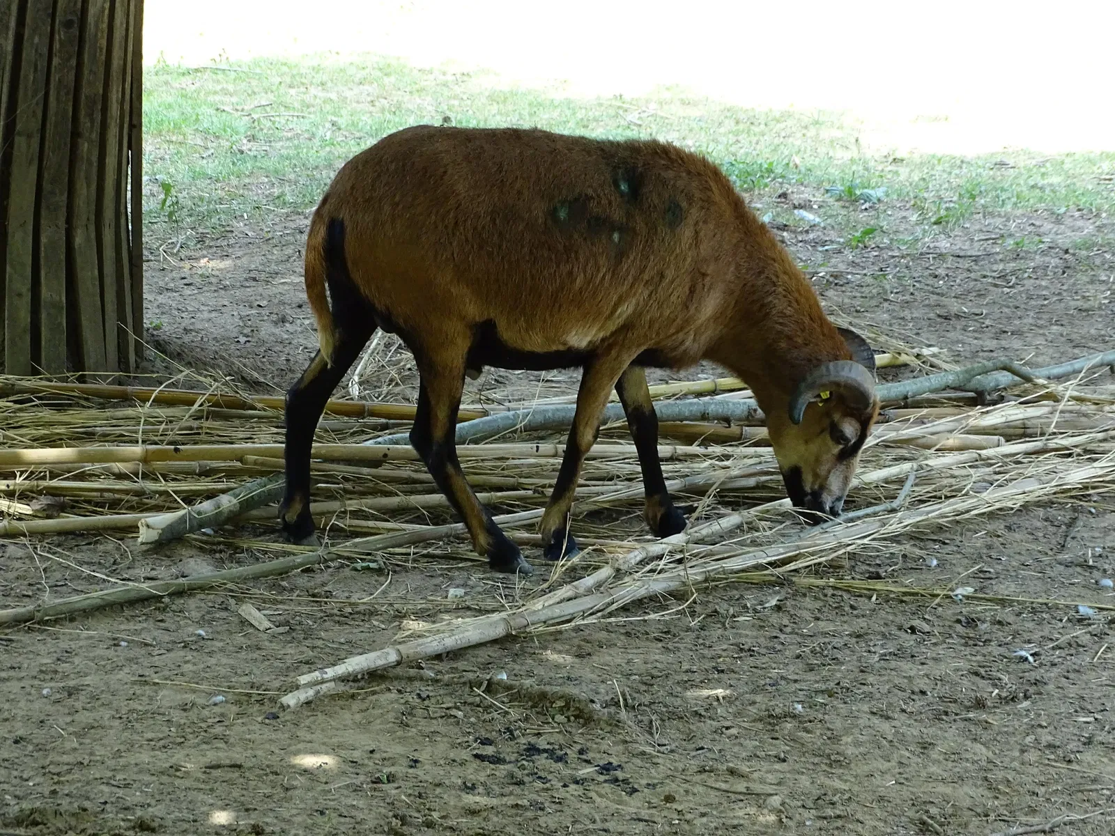 Tierwelt Herberstein